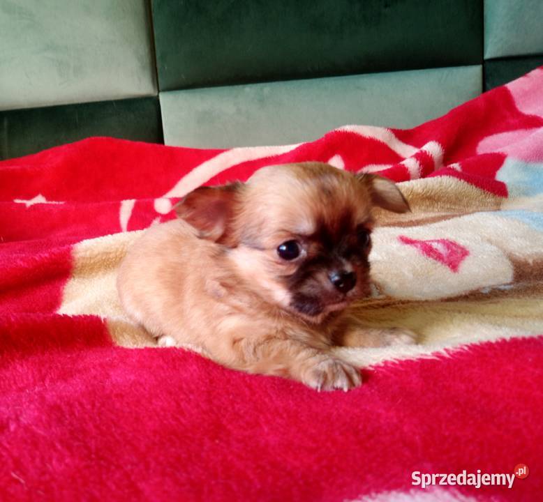 Chihuahua suczka Jasienica Dolna