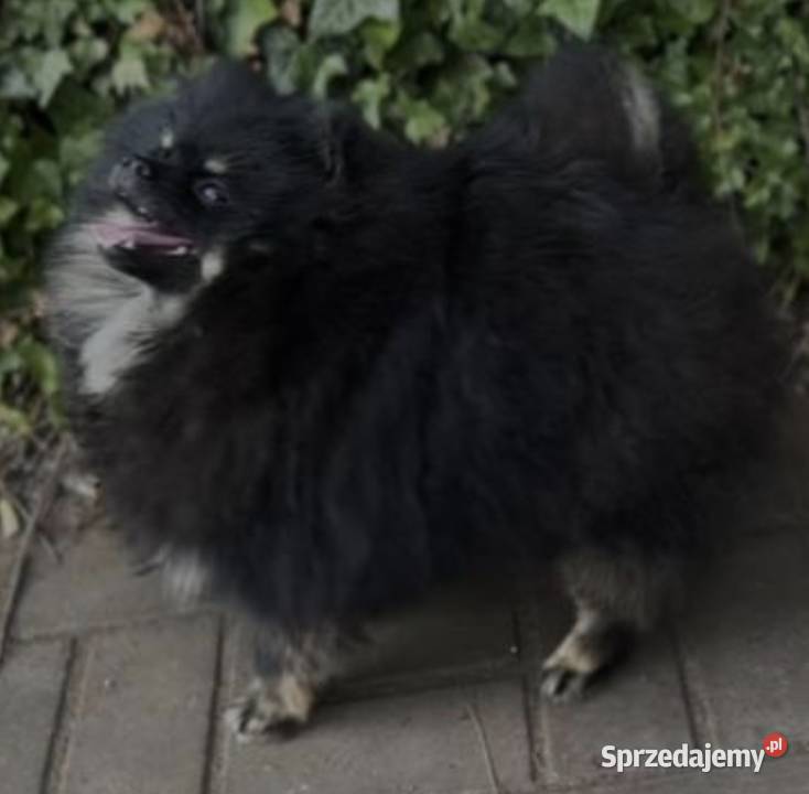 Suczka pomeranian 2 lata Radom sprzedam