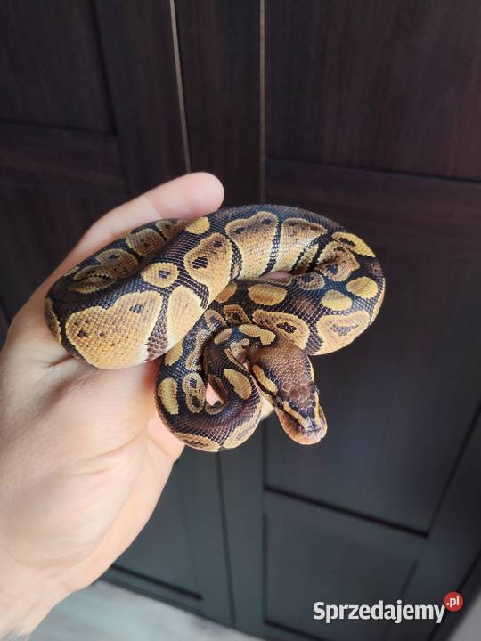 Terrarium plus pyton królewski samiczka podkarpackie Rzeszów