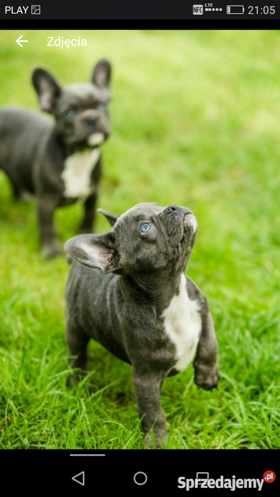 Buldogi Francuskie niebieskie blue rodowod Psy