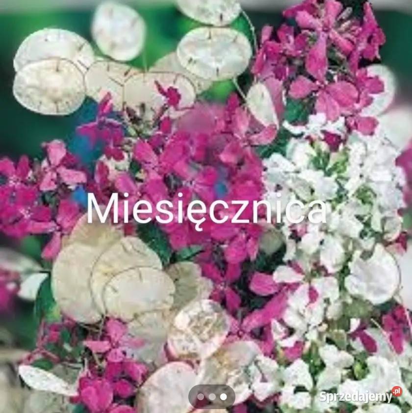 Miesięcznica Judaszowe srebrniki Suszki kwiat do Kraków