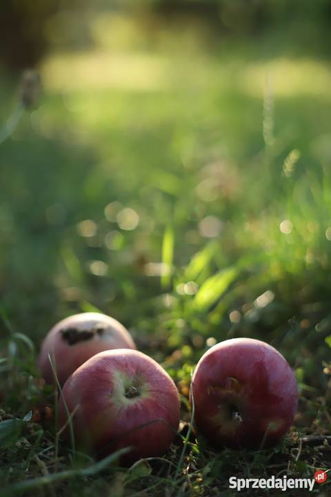 Ogródek działka ROD Zorza Śródmieście polna Grunty i działki Wrocław