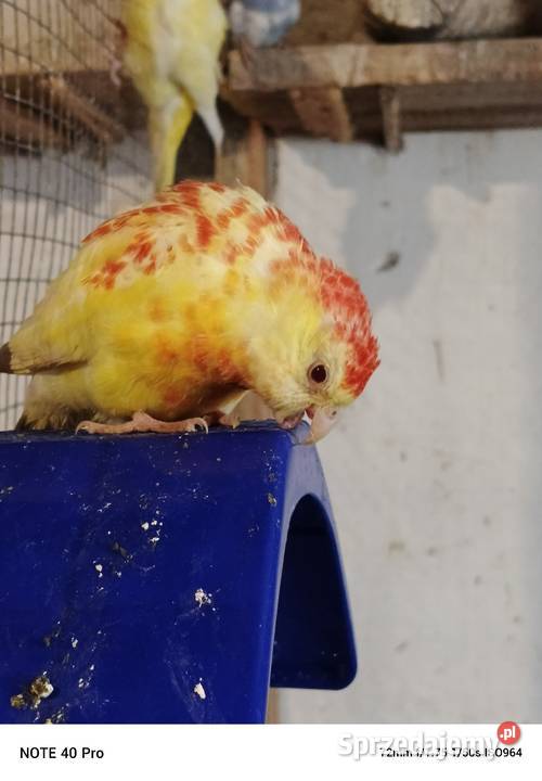 Sprzedam papugi Gorzkowice