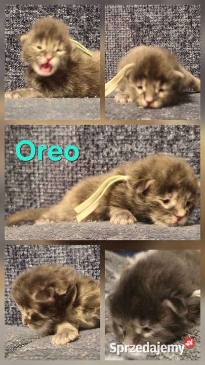 Maine coon do rezerwacji odbior lipiec Szczecin