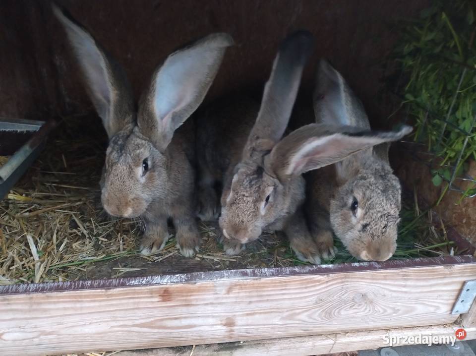 Samiczki olbrzym belgijski Turzno