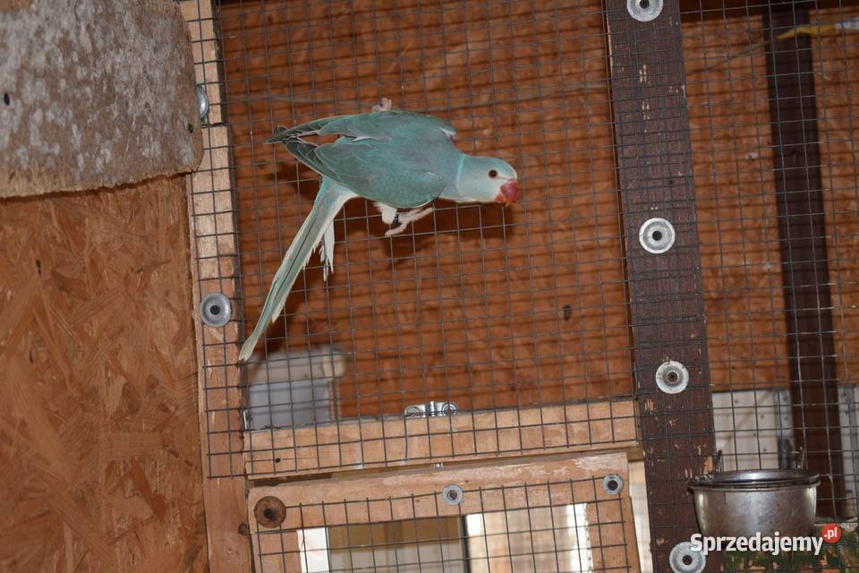 Aleksandretty Obrożne Rybnik sprzedam