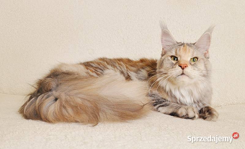 Przepiękna dorosła koteczka Maine Coon LEGALNA Białystok