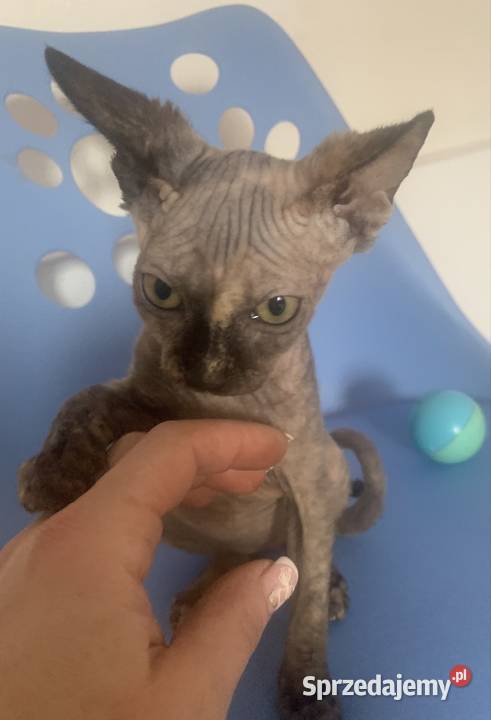 Sfinks Kanadyjski Koteczka do odbioru Rodowód wielkopolskie Leszno sprzedam