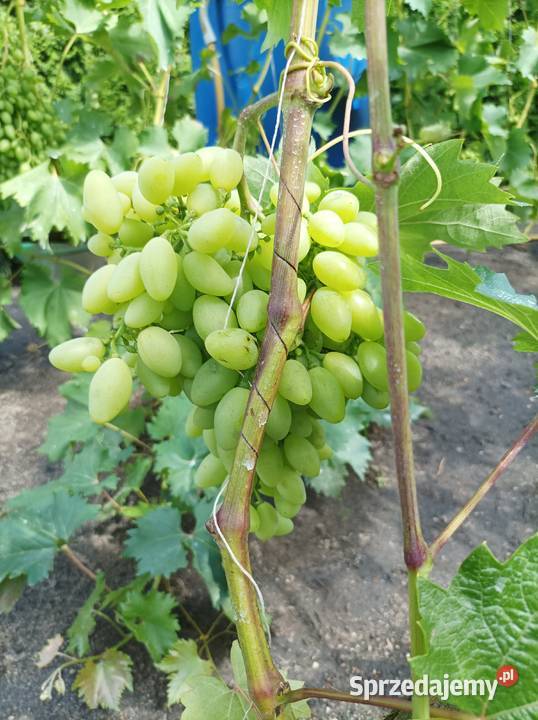 Sprzedam sztobry winogron Leszno