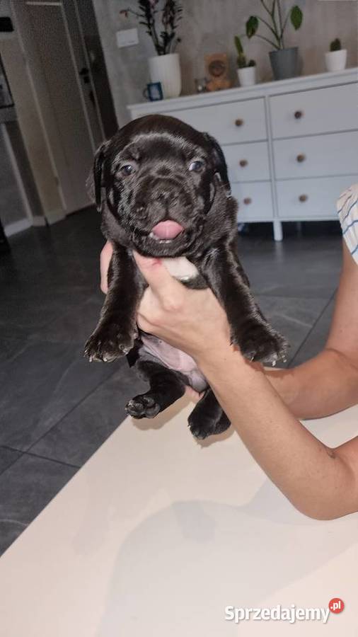 Staffordshire Bull Terrier Stafik Staffik