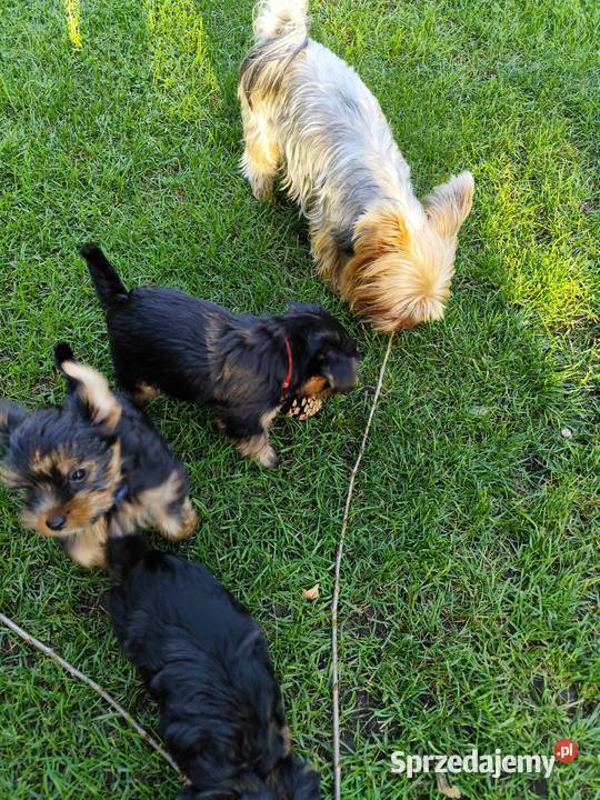 Yorkshire Terrier Bakałarzewo