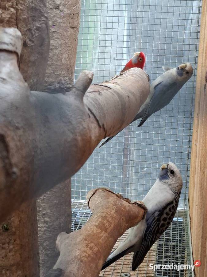 rozelle królewskie szeki dwufakturowe żółte i Czarnocin