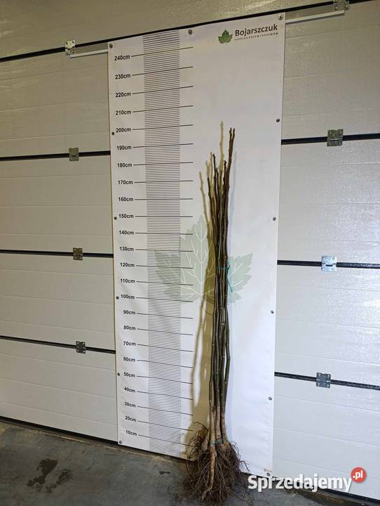 Sadzonki orzecha włoskiego JESIEŃ 2024 Końskowola