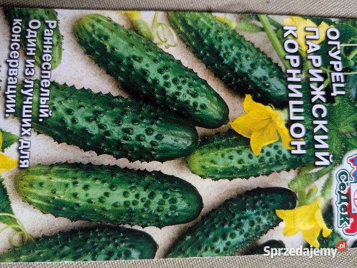 Ogórek GruzińskiRoznasol Kustowoj nasiona Kraków