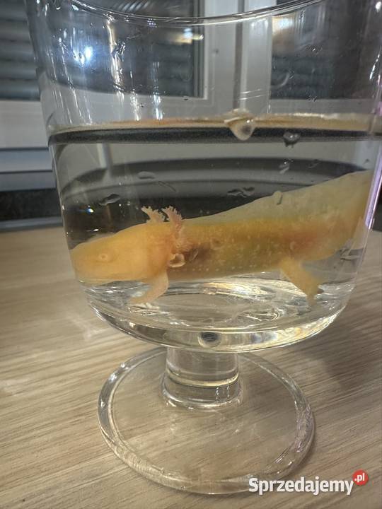 Aksolotl Axolotl Salamandra Meksykańska Płaz