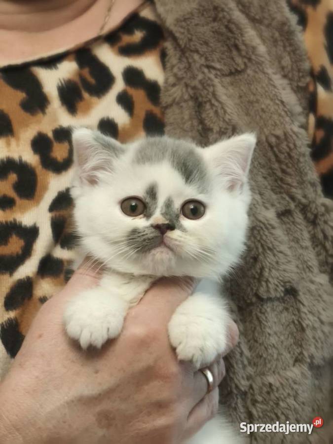 Brytyjski śliczny kocurek Tarnów sprzedam