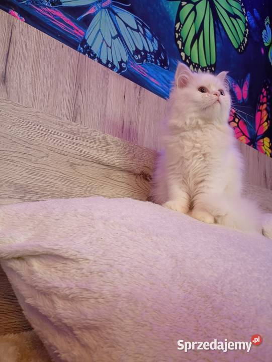 Kotki gotowe do nowego domu Turek