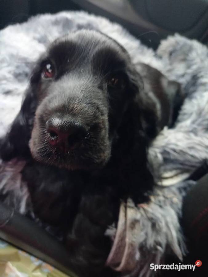 COCKER SPANIEL ANGIELSKI dolnośląskie Lubin