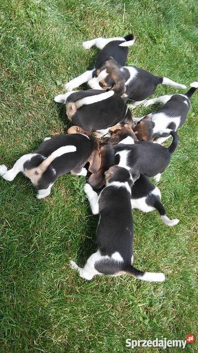 pieski rasy BEAGLE Psy