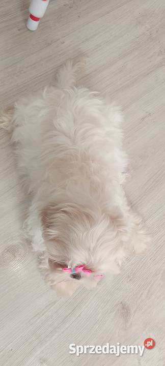 Przepiękna biała suczka rasy ShihTzu Namysłów