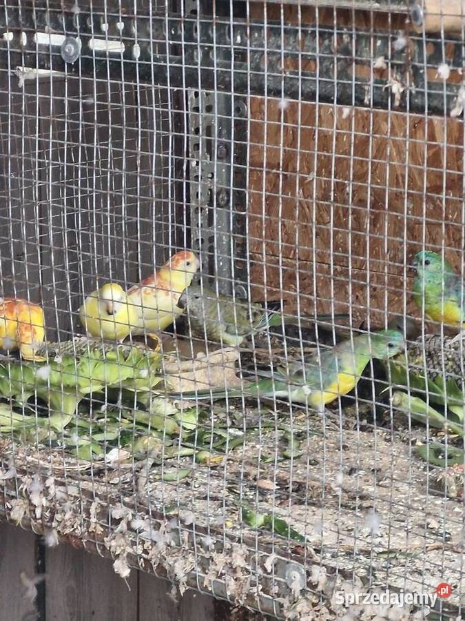 Świergotki papugi Włoszczowice