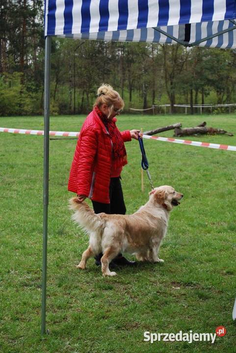 Golden Retriever śliczne szczeniaki Champion Radomsko