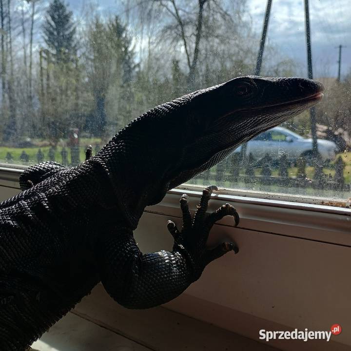 Black dragon terrarium Gady i płazy Kraśnik