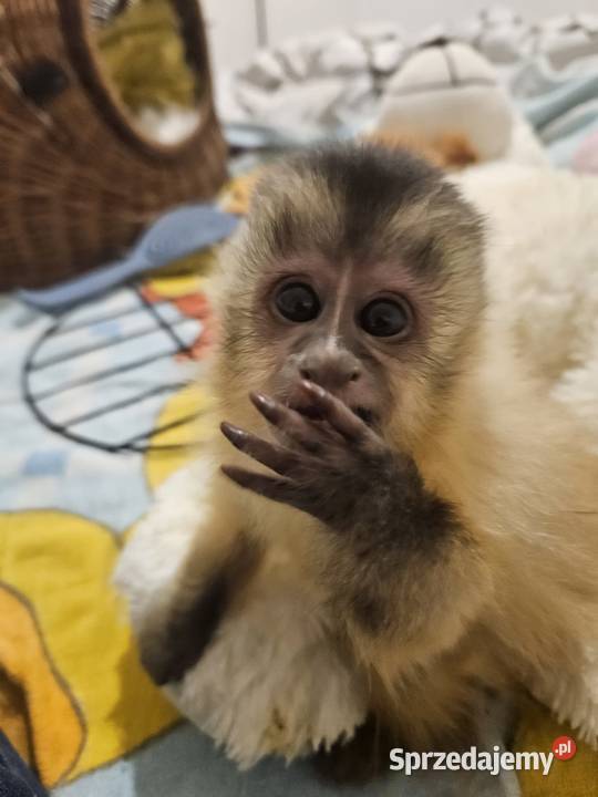 Kapucynka czubata Bystra