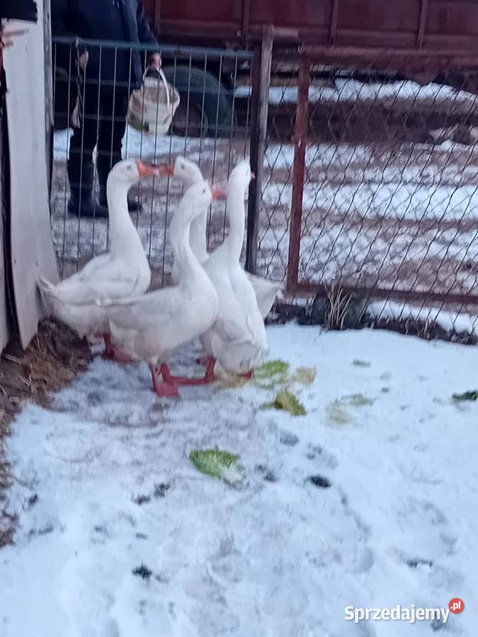 Gęsi chińskie Wawrzeńczyce