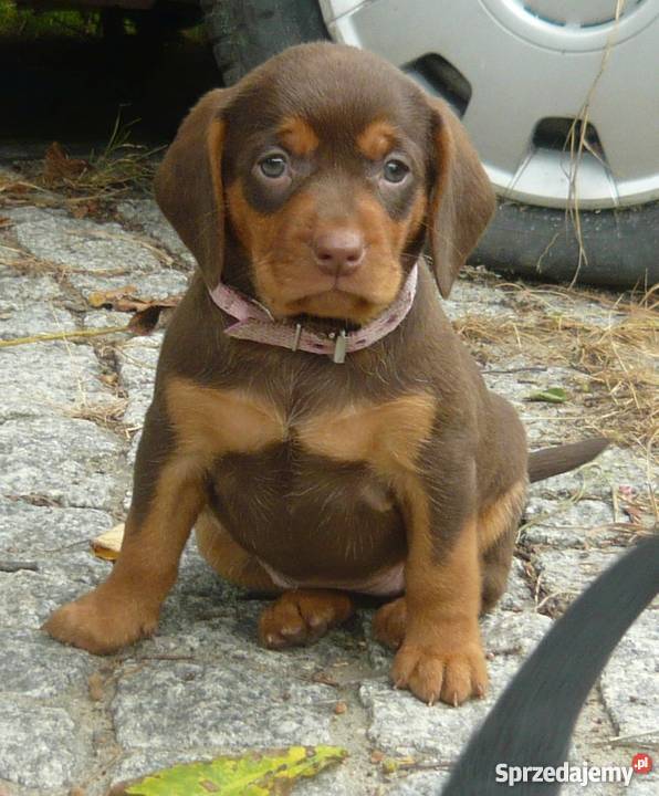 Gończe polski i czekoladowe Czarnolas