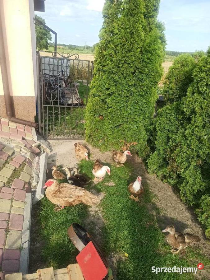 Jaja lęgowe kaczek pizmowychfrancuskich lubelskie Krasnystaw