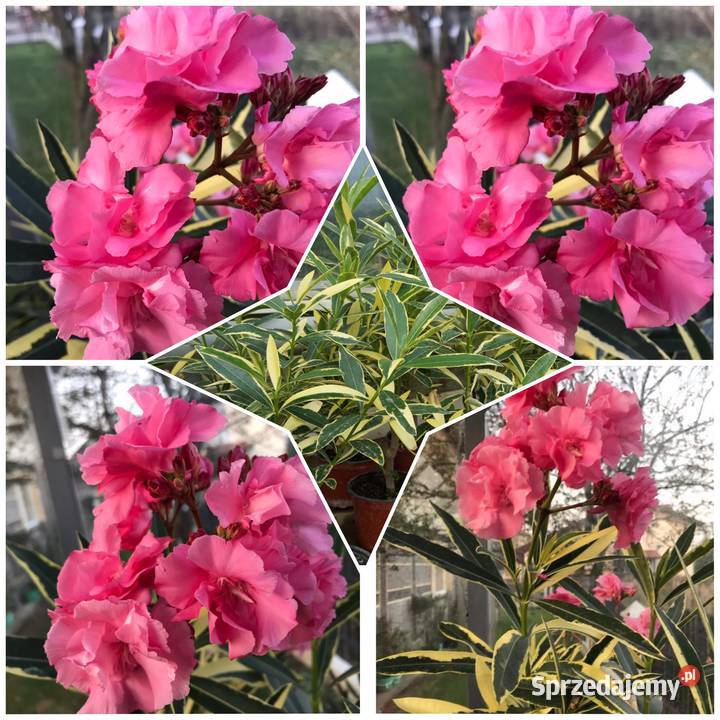 Oleander sadzonki kolor bananowy Dom i Ogród Skawina