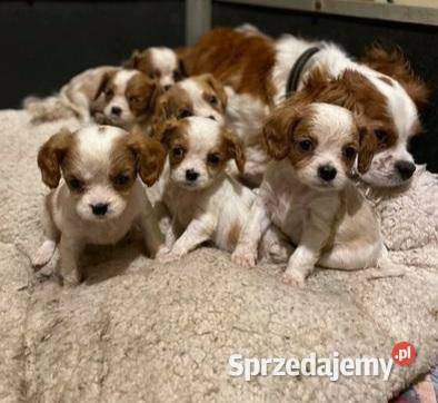 Szczenięta Cavalier King Charles pies i suczka Łódź