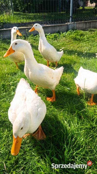 Kaczki z chów przydomowy żywione na trawie i Golub-Dobrzyń