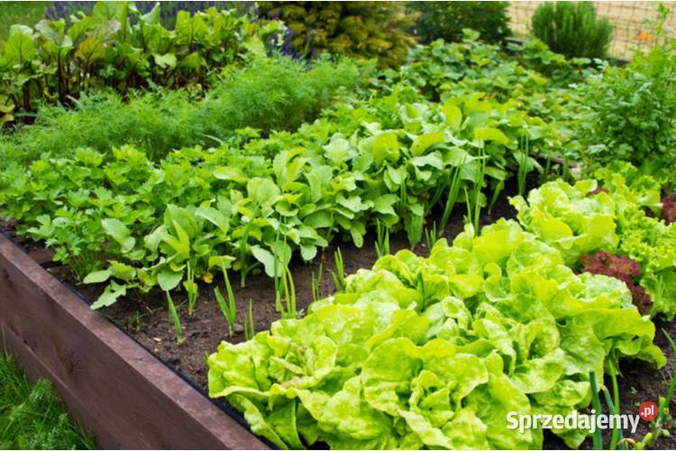 Ziemia pod Warzywa mieszanka TORF CZARNOZIEM Radom