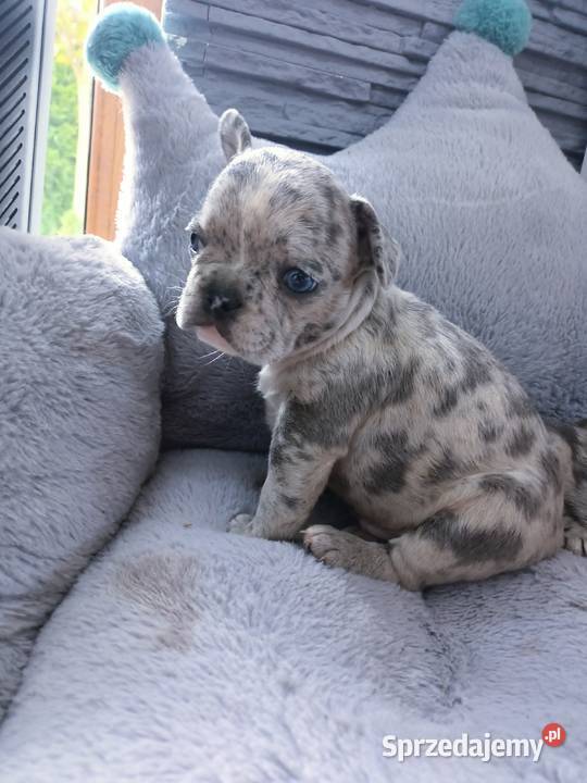 Buldogi francuskie merleblue fawn Buldog