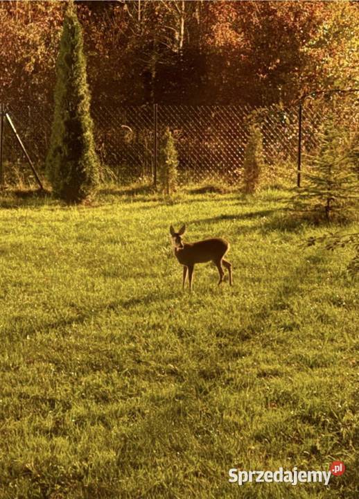 Dom siedlisko z dużym potencjałem świętokrzyskie sprzedam