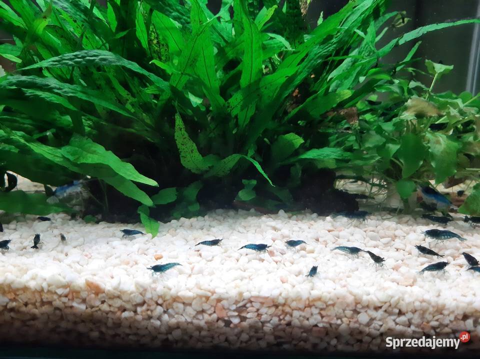 Krewetki blue velvet Kraków sprzedam