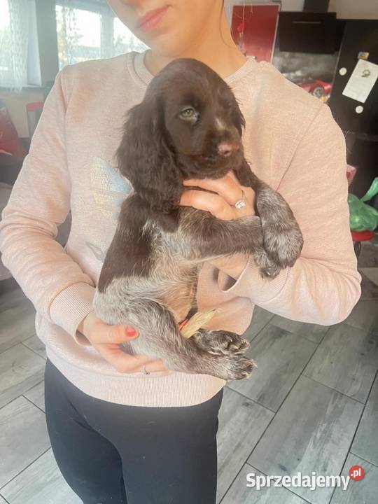 Szczenięta Polski Spaniel Myśliwski mazowieckie