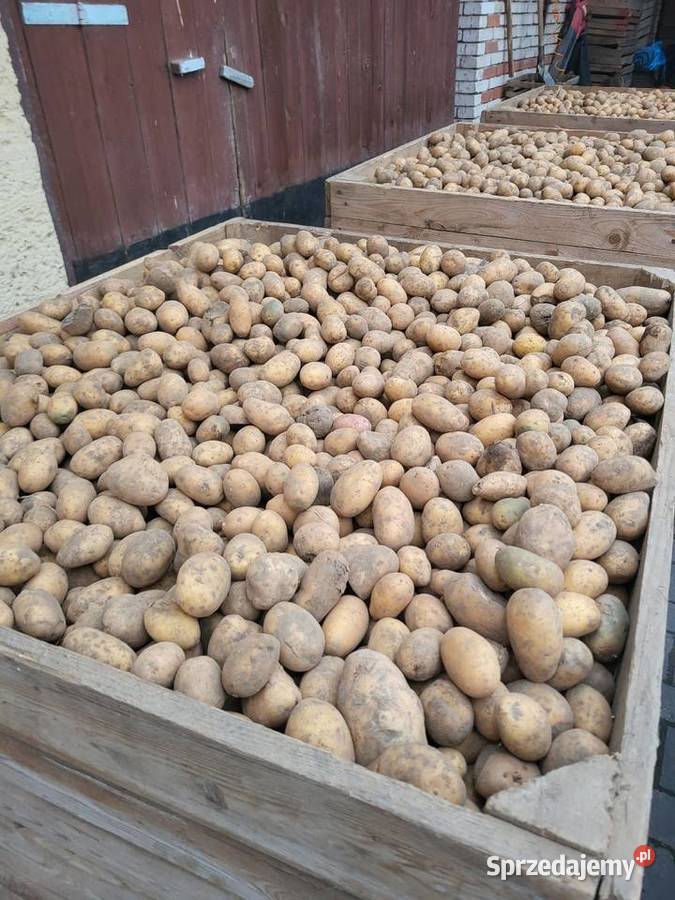 Ziemniaki odpadowe Cieszkowy sprzedam