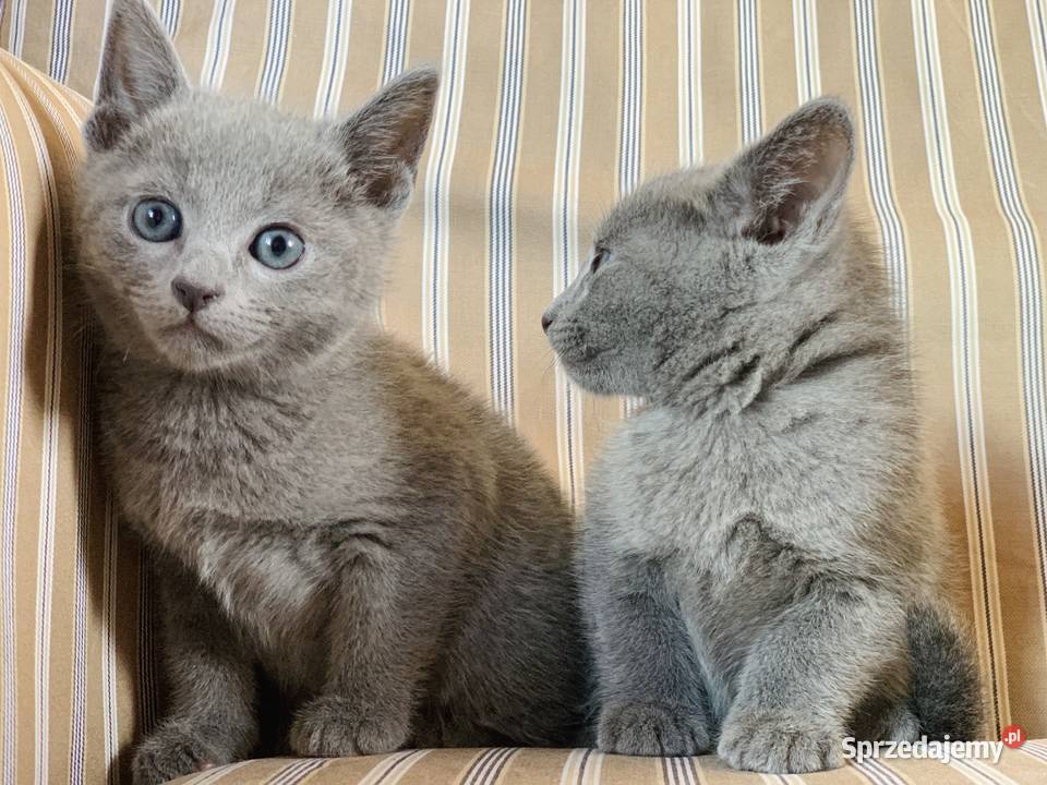 Kocięta Rrosyjskie Niebieskie WCF Łódź
