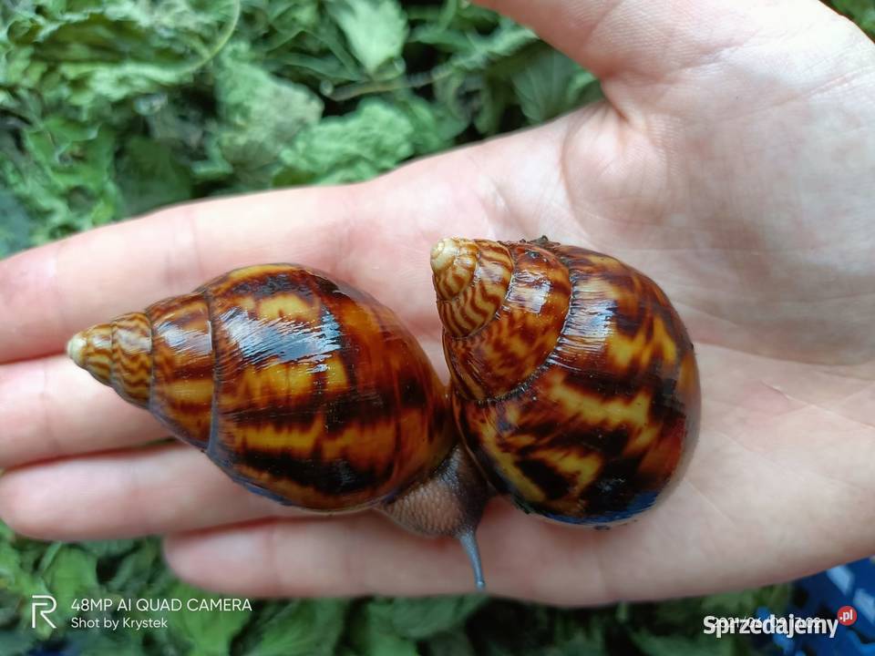 Ślimaki Afrykanskie Achatina Achatina Tiger f3 Pozostałe Jaworzno sprzedam