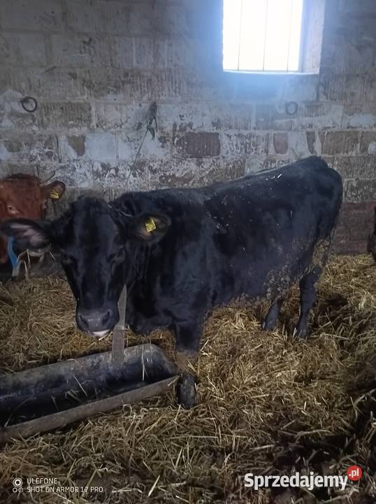 Krowa Pierwiastka Jałówka Bydło Chrzanów