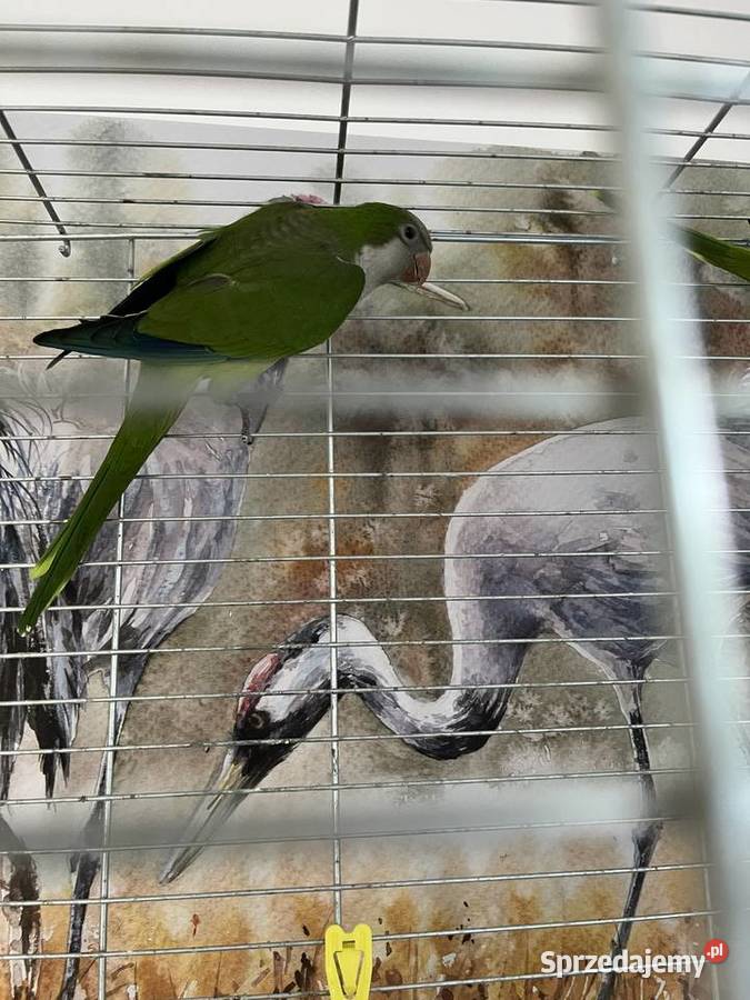 Sprzedam pare mnich nizinnych mazowieckie Wyszków