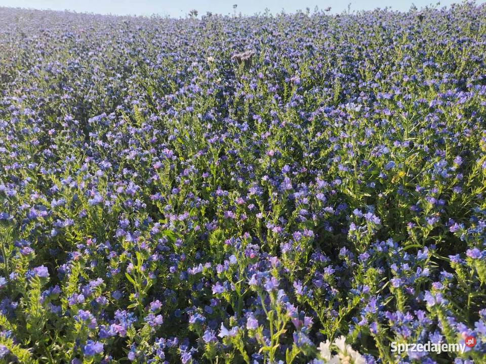 Żmijowiec Babkowaty