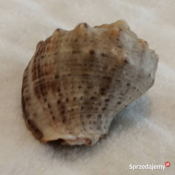 Muszla 38 56 Kreatywne Czeladź sprzedam