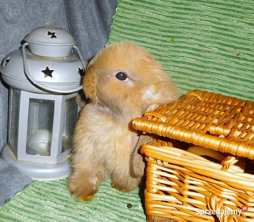 Piękne króliczki Mini Lop Poznań