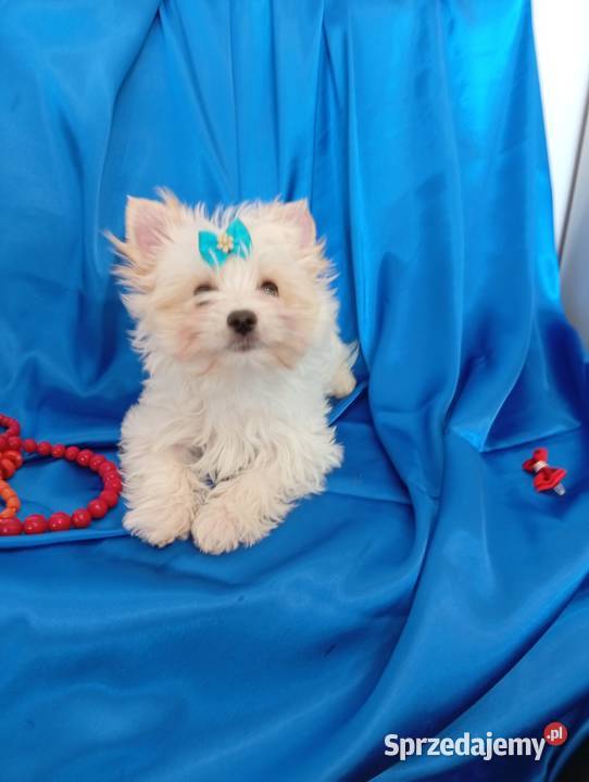 Malutki samczyk Golddust Yorkshire terrier nie śląskie Orzesze