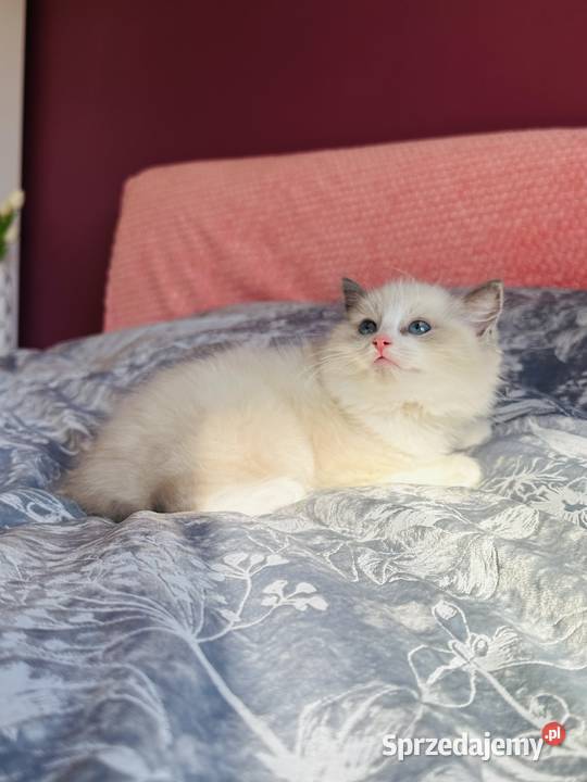 Ragdoll kocurek Rag a 03 Hodowla Lagooneyes Katowice