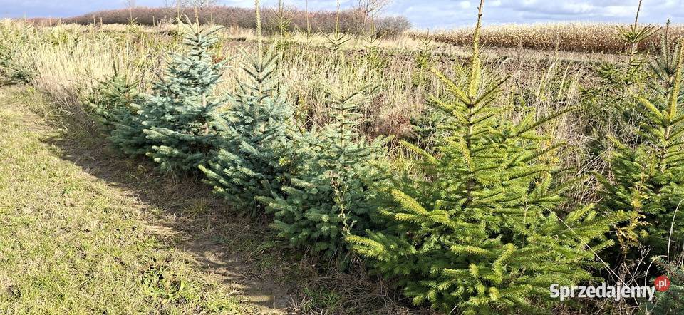 SWIERK CHOINKA Rolnictwo Fajsławice sprzedam